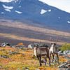 Rendieren in het Abisko National Park in de kleurrijke herfst van Lapland. van Jiri Viehmann