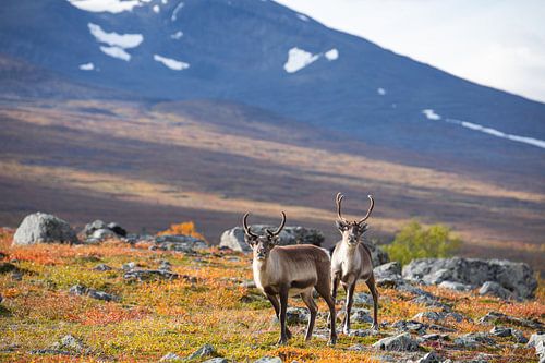 Rendieren in het Abisko National Park in de kleurrijke herfst van Lapland.