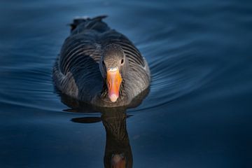 Een grauwe gans zwemt in het midden van het meer