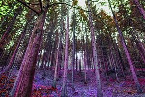 Forêt sur Max Steinwald