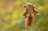 Vliegende eekhoorn van Marjan Slaats thumbnail