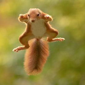 Vliegende eekhoorn van Marjan Slaats