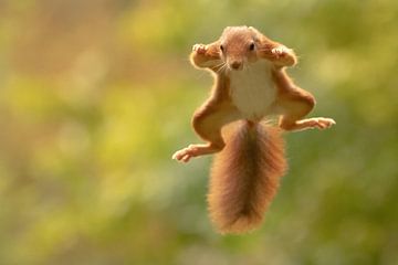 Flying squirrel by Marjan Slaats