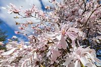 Magnolia pracht en praal