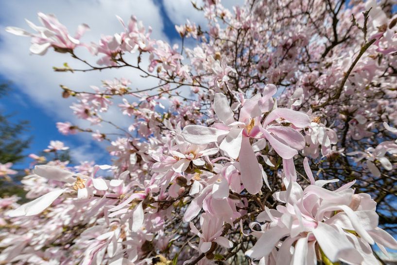 Magnolia splendour by Christoph Hermann