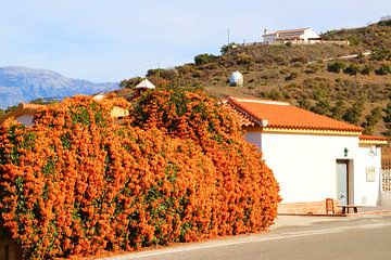 Oranje bloemen Andalusië van Inge Hogenbijl