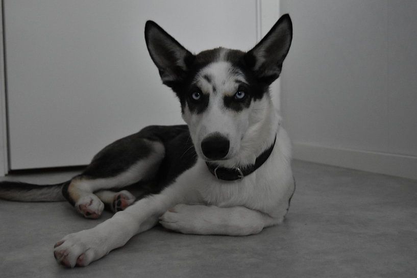 Siberian husky puppy von Christer Andersson