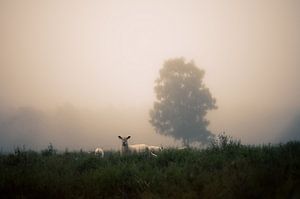 Wolfhezer heath part 9