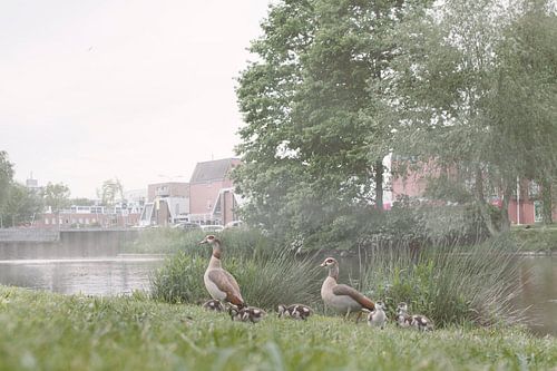 Nijlganzen Familie in Mistige Ochtend Lewenborg (Groningen) – Sereen Natuurfotografie Kunstwerk