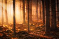 Herfst bos in de mist op een mooie oktober ochtend van Bas Meelker thumbnail