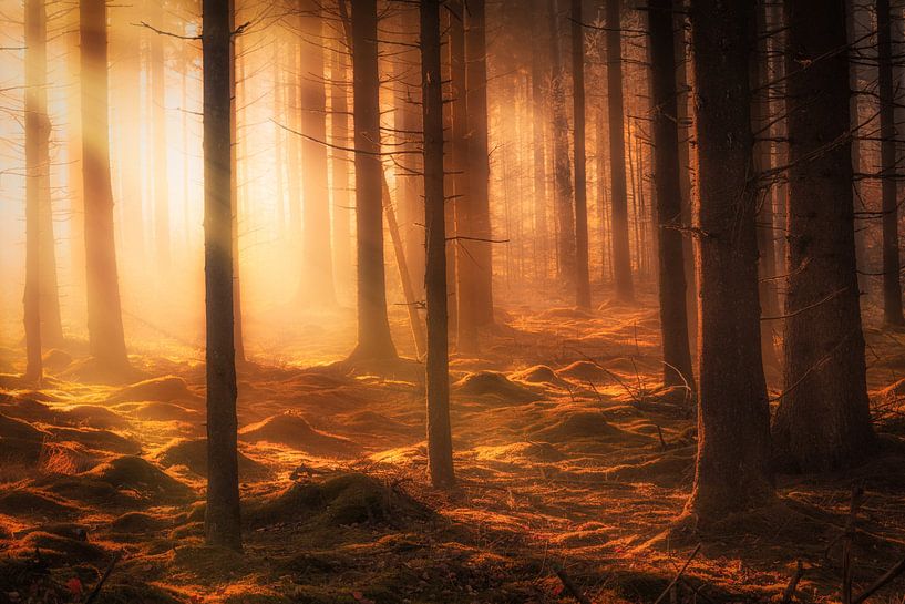 Herfst bos in de mist op een mooie oktober ochtend van Bas Meelker