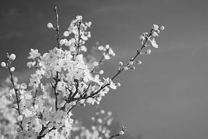 Fleur d'arbre fruitier en noir et blanc