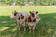 Rood bonte koeien in de wei van Annemarie Goudswaard thumbnail