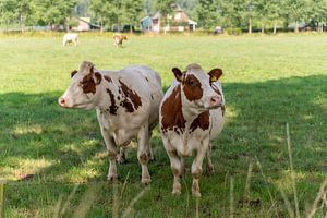 Vaches pie rouge dans le pré