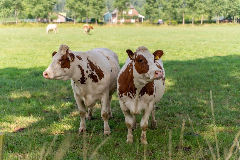 Red pied cows in the meadow by Annemarie Goudswaard