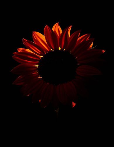 Ember Sun IIIV