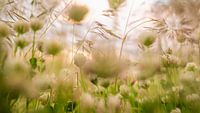 Bloemen in het gras