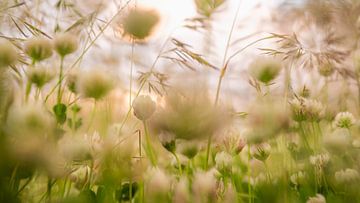 Flowers in the grass by Zehava Perez