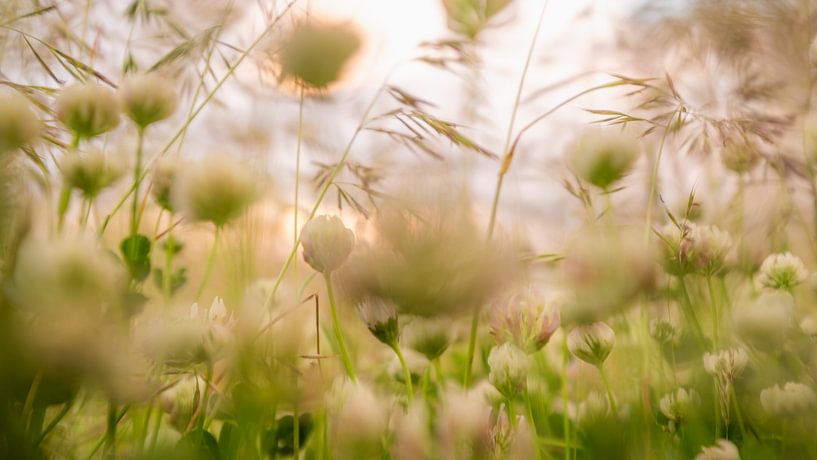 Bloemen in het gras van Zehava Perez