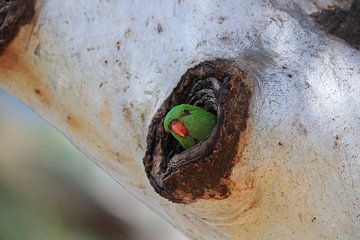 Geschubdborstlibel (Trichoglossus chlorolepidotus), koninginl van Frank Fichtmüller