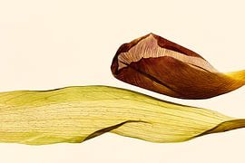 Two leaves by Christine de Vogel