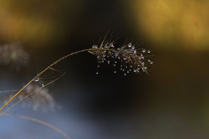 grasper with drops 2 by joyce kool