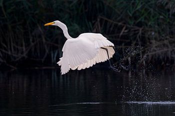 Egret