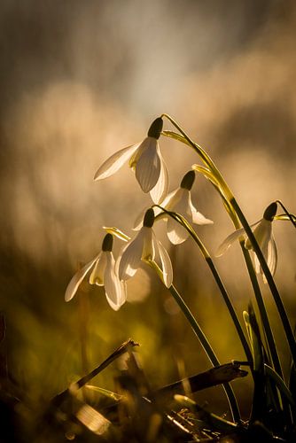 Wahlbeteiligung im Frühjahr