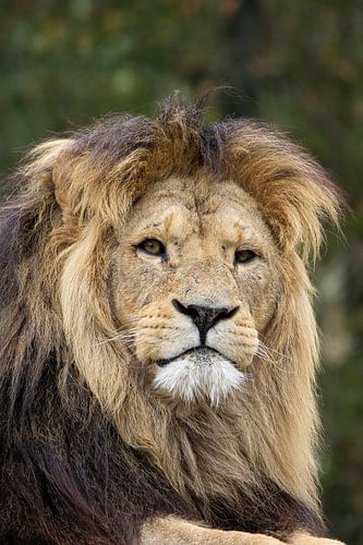 A King’s Gaze