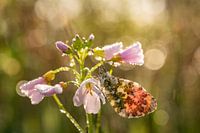 Orange tip tip on cuckoo flower in the beautiful morning light.