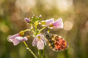 Oranjetipje op pinksterbloem in het mooie ochtend licht. von Susan van Etten