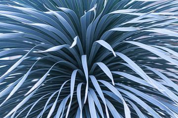 Tropische yucca met  staal blauwe tinten van Denise Tiggelman