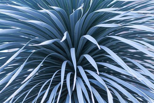 Tropische yucca met staal blauwe tinten