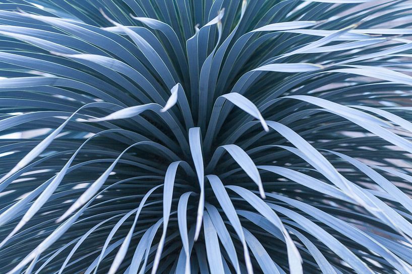 Tropical yucca with steel blue tones by Denise Tiggelman