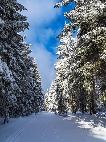 Landschaft im Winter im Thüringer Wald in der Nähe von Schmied von Rico Ködder