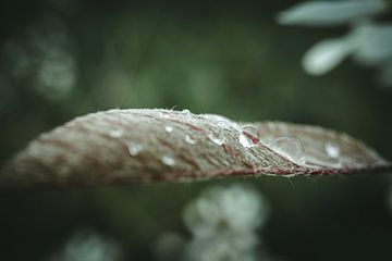 Drops on an emerging leaf by Jan Eltink