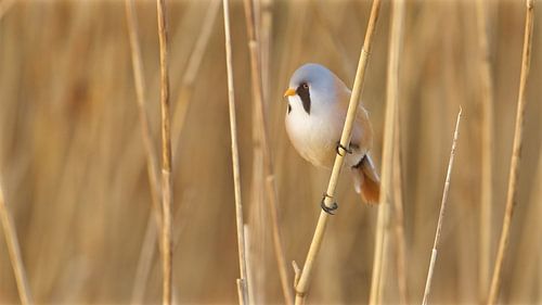 Baardmannetje in het riet