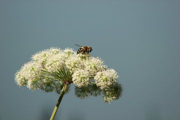 Bij En Bloem