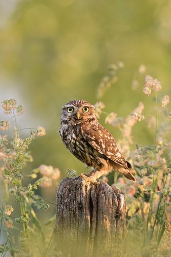 Stone owl in flower meadow