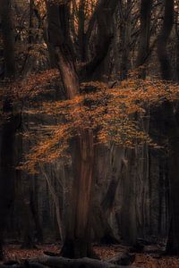 Automne sur Moetwil en van Dijk - Fotografie