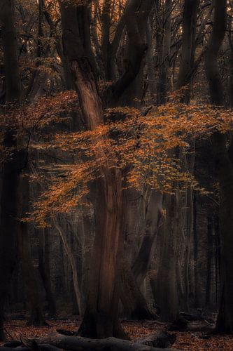 Herfst