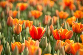 Tulip field, North Holland by Flachsfotografie
