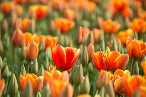 Champ de tulipes, Hollande septentrionale