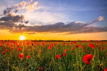 Coucher de soleil sur un champ de coquelicots pittoresque