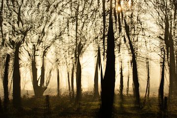 Beautiful misty morning in February by Lucia Leemans