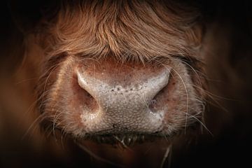Nose of a Scottish highlander by KB Design & Photography (Karen Brouwer)