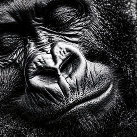 Slapende gorilla in zwart-wit van Imperial Art House