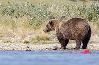 Een grizzly beer von Menno Schaefer Miniaturansicht