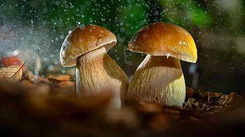 Cèpes mushrooms in the rain: a culinary treasure by Fotografiecor .nl