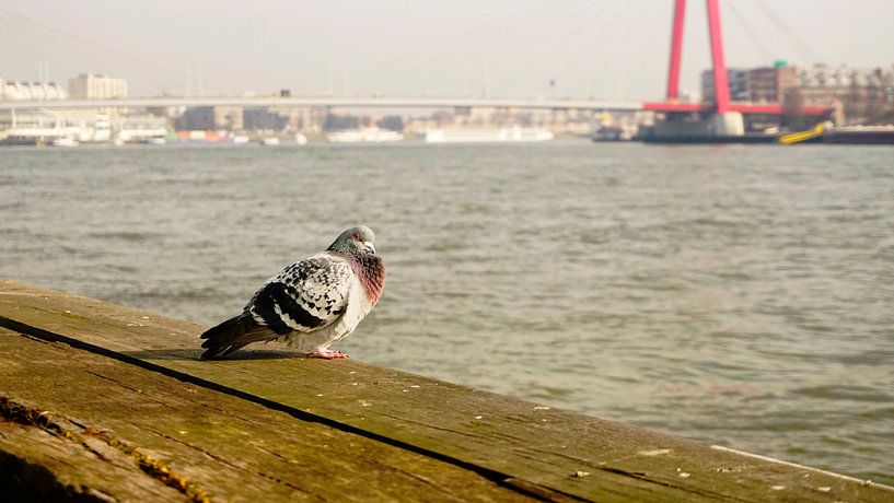 Nature Photo by Wietze Wiegersma
